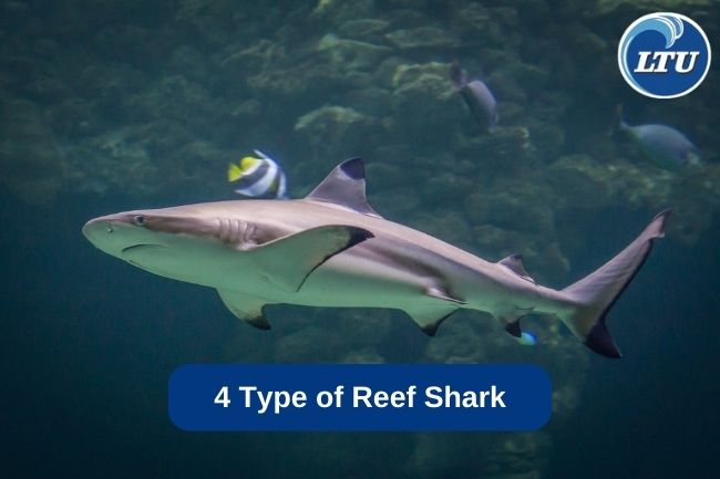 4 Type of Reef Shark